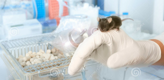 AnimalResearch_3_CAROUSEL.png