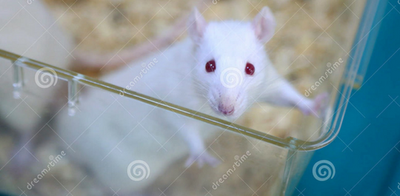 AnimalResearch_4_CAROUSEL.png